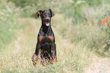 DOBERMANN 913